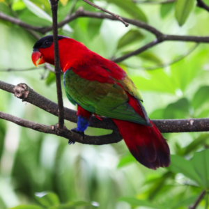 A wild Purple-naped Lory perches on a branch