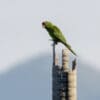 A wild Red-fronted Conure perches on a stump