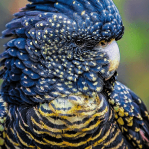 A closeup of a female Red-tailed Black Cockatoo