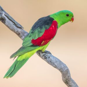 A wild male Red-winged Parrot perches on a branch