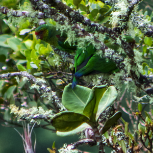 Wild Red-faced Parrots move around in a moss-covered tree