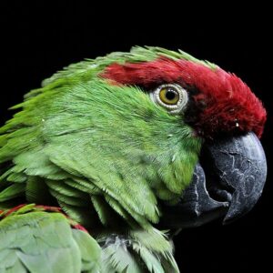 A closeup of a Thick-billed Parrot