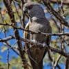 A wild Rüppell's Parrot perches on a twig