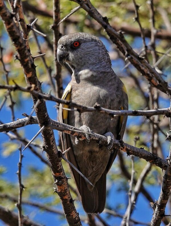 A wild Rüppell's Parrot perches on a twig