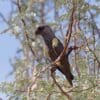 A wild Rüppell's Parrot perches on a branch