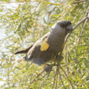 A wild Rüppell's Parrot perches in a tree