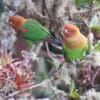 Wild Rusty-faced Parrots perch in a moss-covered tree