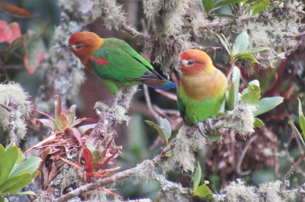 Wild Rusty-faced Parrots perch in a moss-covered tree