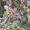 Wild Rusty-faced Parrots perch in a moss-covered tree