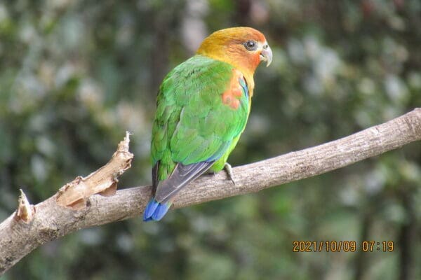 A wild Rusty-faced Parrot perches on a branch