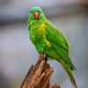 A wild Scaly-breasted Lorikeet perches on a broken limb