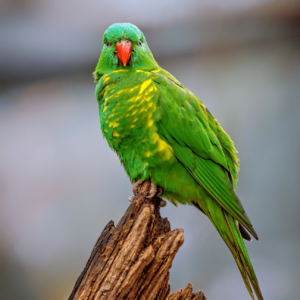 A wild Scaly-breasted Lorikeet perches on a broken limb