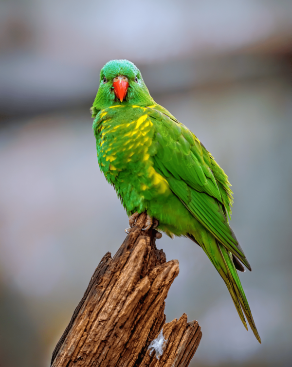 A wild Scaly-breasted Lorikeet perches on a broken limb