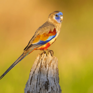 A wild male Bluebonnet perches on a stump