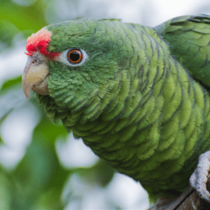 A wild Tucumán Amazon perches on a branch