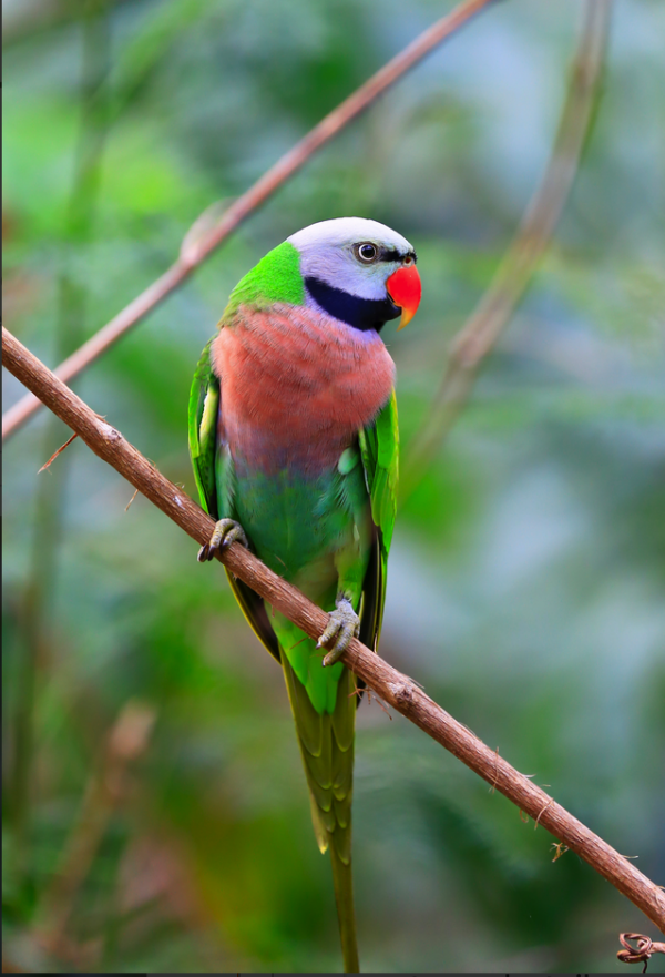 A wild male Red-breasted Parakeet perches on a twig