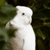 A Ducorp's Corella shows comfort behaviour