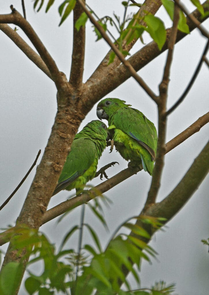 Wild Black-billed Amazons interact in a tree