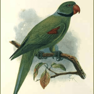 An illustration depicts an extinct Seychelles Parakeet