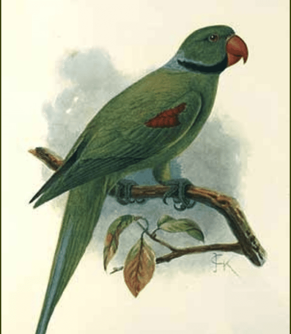 An illustration depicts an extinct Seychelles Parakeet