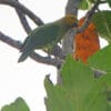 A wild Singing Parrot perches on a branch