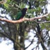 A wild melanistic Stella's Lorikeet perches on a branch