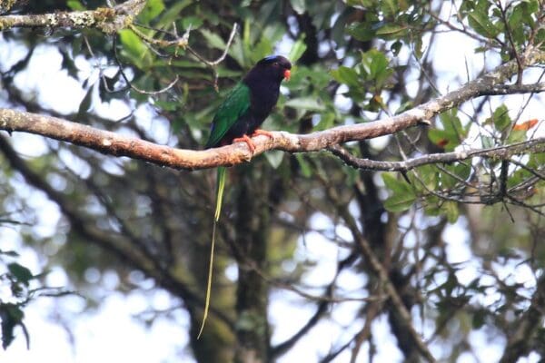 A wild melanistic Stella's Lorikeet perches on a branch