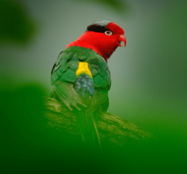 A wild Stella's Lorikeet perches in a tree