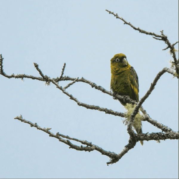 A wild Sulphur-winged Conure perches on a mossy branch