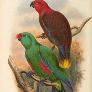 An illustration shows a Tanimbar Eclectus pair, female top and male bottom