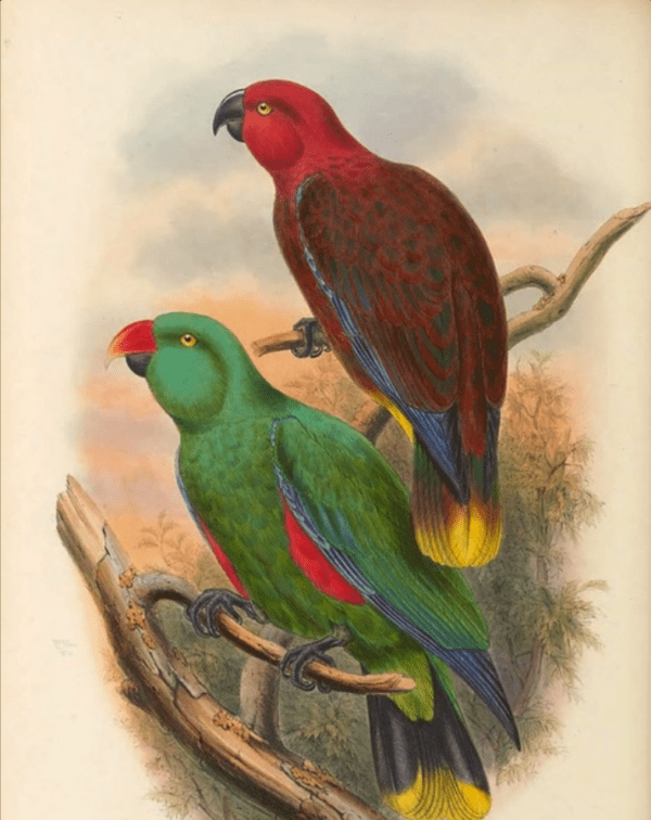 An illustration shows a Tanimbar Eclectus pair, female top and male bottom