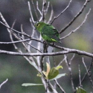 A wild Tepui Parrotlet perches on a twig