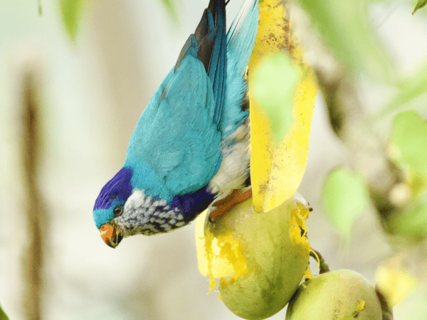 Ultramarine Lorikeet Conservation