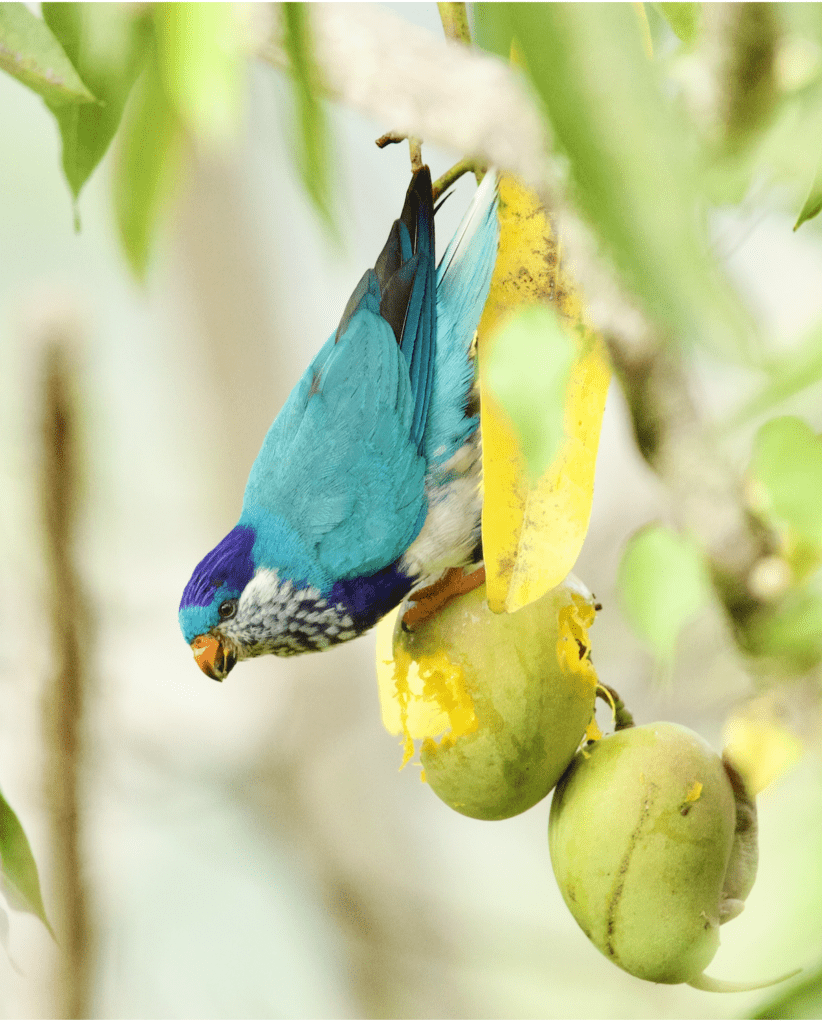 A wild Ultramarine Lorikeet dangles from fruit on a tree