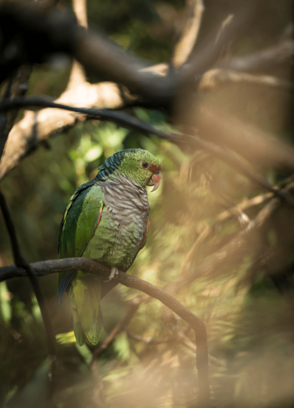 A wild Vinaceous Amazon perches in a tree