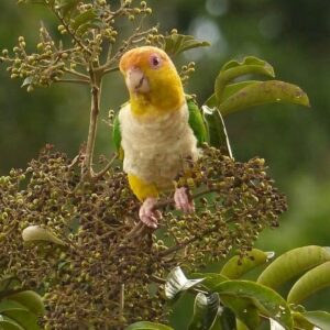 A wild White-bellied Parrot perches in a leafy tree