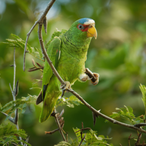 A wild White-fronted Amazon perches on one foot