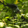 A wild Azure-rumped Parrot perches on a twig