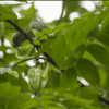 A wild Azure-rumped Parrot feeds in a tree