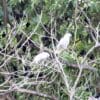 Wild Blue-eyed Cockatoos perch in a tree