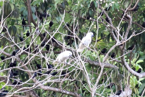 Wild Blue-eyed Cockatoos perch in a tree