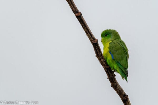 A wild Blue-winged Parrotlet perches on a branch