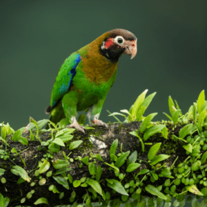 A wild Brown-hooded Parrot perches on a leafy branch