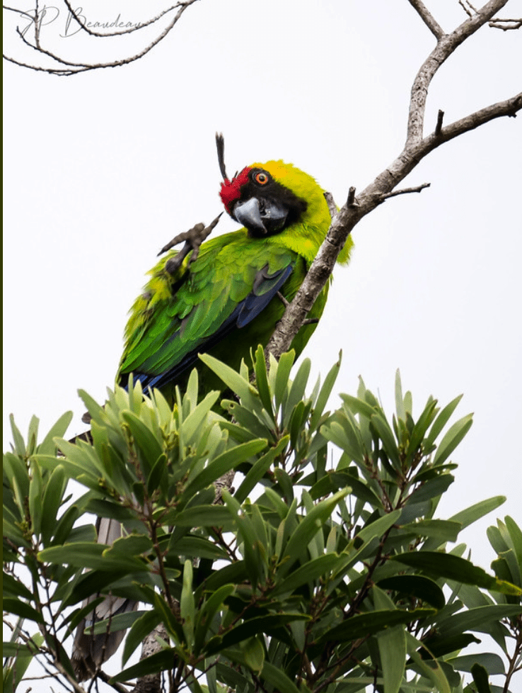 A wild Horned Parakeet scratches its head