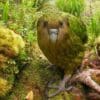 A wild Kākāpō moves around the forest