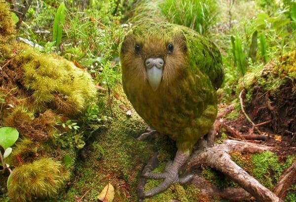 A wild Kākāpō moves around the forest