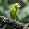 A coy Orange-chinned Parakeet perches on a branch