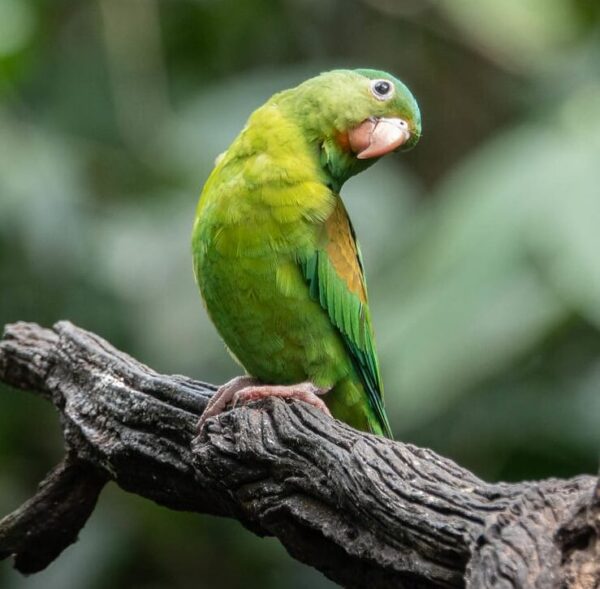 A coy Orange-chinned Parakeet perches on a branch