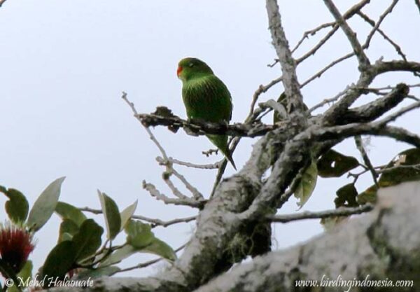 A wild Pygmy Lorikeet perches on a twig