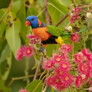 A wild Red-collared Lorikeet forages in a flowering tree